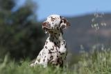 DALMATIEN 053